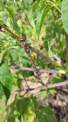 Rhionaeschna multicolor