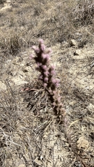 Liatris