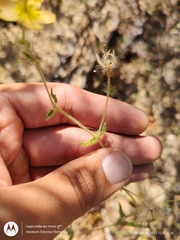 Kallstroemia peninsularis