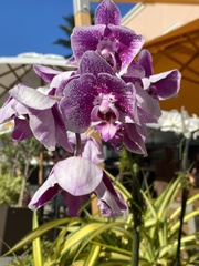Vandoideae