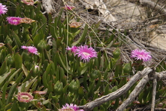 Carpobrotus mellei