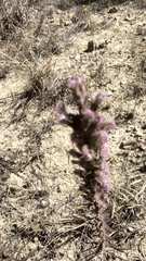 Liatris