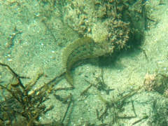 Hypsoblennius gentilis