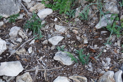 Passiflora tenuiloba