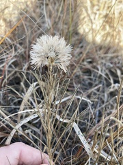 Liatris
