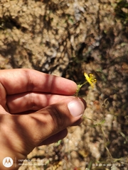 Kallstroemia peninsularis