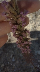 Liatris