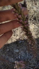 Liatris