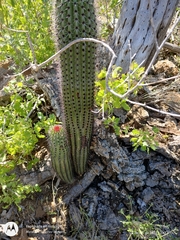 Stenocereus thurberi