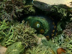 Octopus bimaculoides