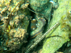 Octopus bimaculoides