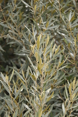 Olea