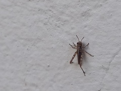 Acrotylus