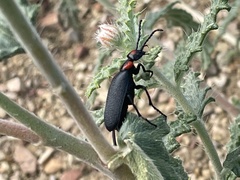 Lytta cribrata