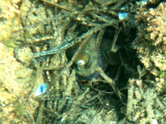 Octopus bimaculoides