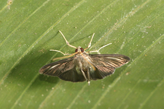 Spilomelinae