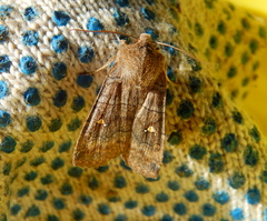 Eupsilia transversa