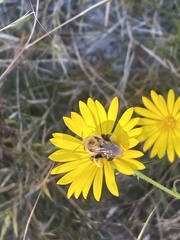 Melissodes dentiventris