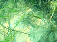 Octopus bimaculoides