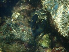 Octopus bimaculoides