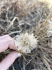 Liatris