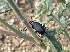 Lytta cribrata