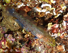 Gobius xanthocephalus