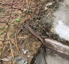 Eutropis multifasciata