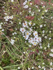 Symphyotrichum dumosum