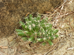 Mammillaria sphaerica
