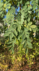 Robinia pseudoacacia