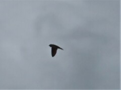 Hirundo rustica