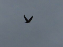 Hirundo rustica