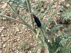 Lytta cribrata