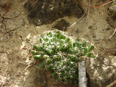 Mammillaria sphaerica