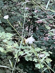 Thelypodium wrightii