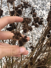 Juncus canadensis