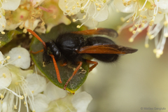 Hypodynerus vespiformis