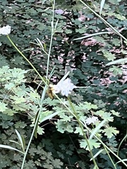 Thelypodium wrightii