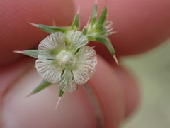 Salsola australis