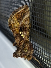 Autographa precationis
