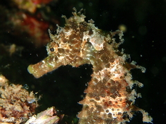 Hippocampus guttulatus