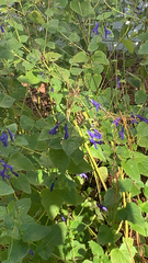 Salvia mexicana