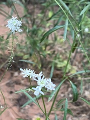 Thelypodium wrightii