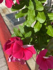 Catharanthus roseus