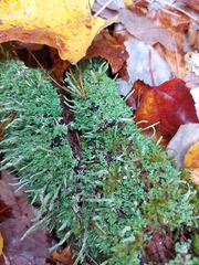 Cladonia ochrochlora