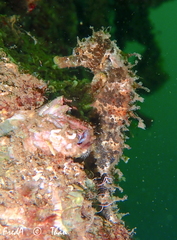 Hippocampus guttulatus