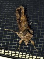 Autographa precationis