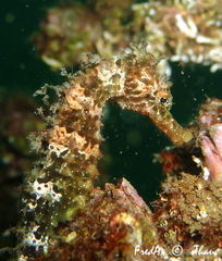 Hippocampus guttulatus