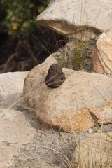 Papio ursinus ursinus